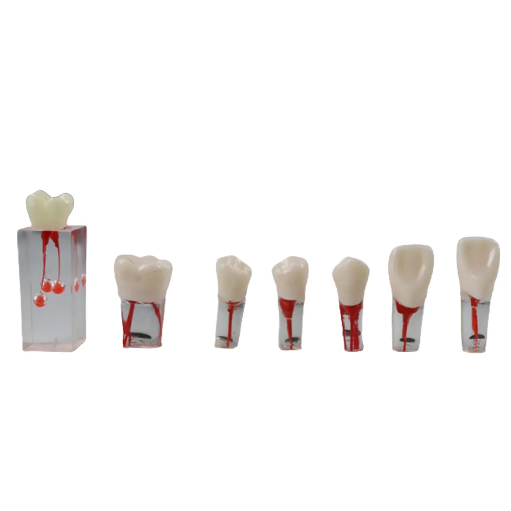iDENTical Root canal Treatment Practice Models
