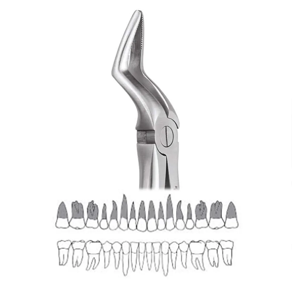 GDC Extraction Forceps Upper Molar Left Premium (FX18P) Online at Best ...