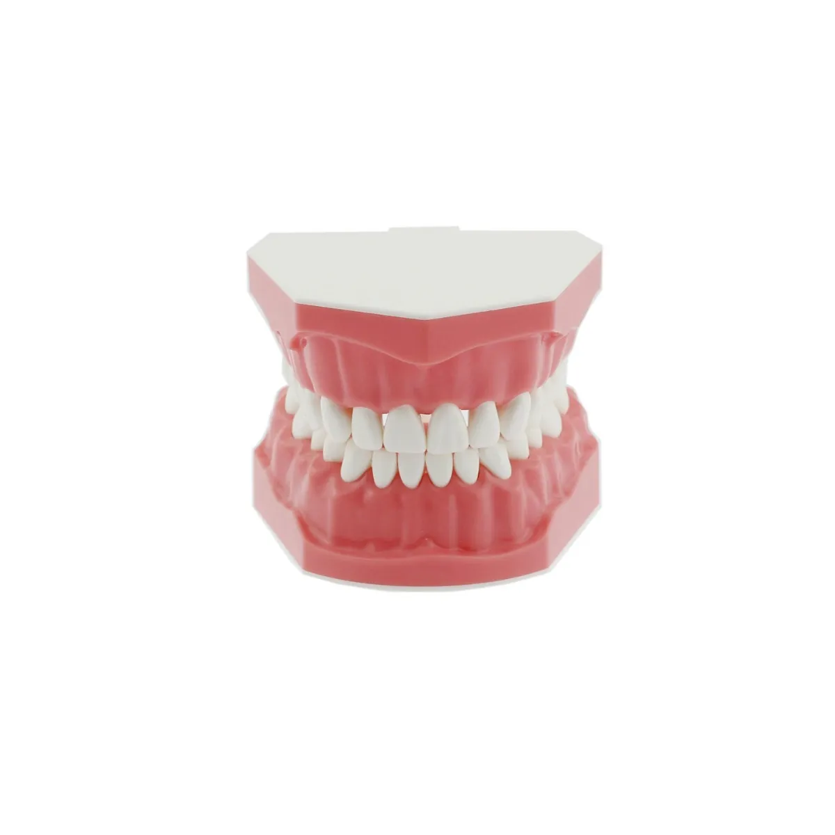 Dental Model For Patient Education MD105N
