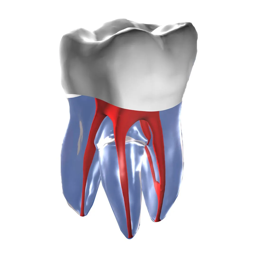 Buy Root Canal Rct Practice Tooth Model Md 129 Online At Best Price Dentalkart Com